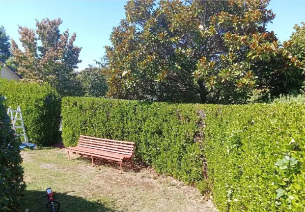 Hedge and bench