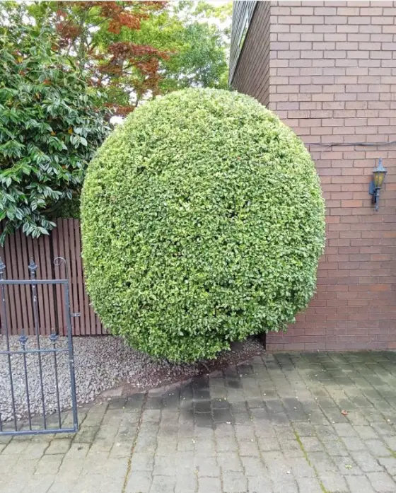 Large round bush near brick wall