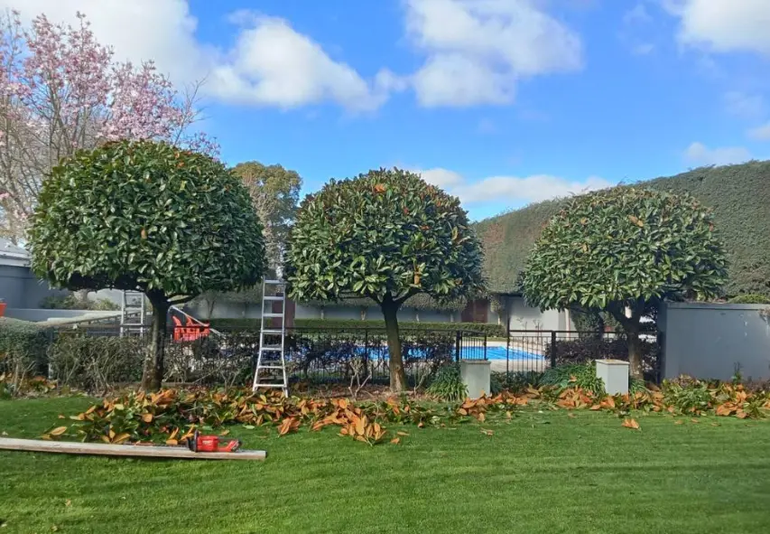 Shaping large garden trees